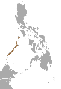 Palawan treeshrew